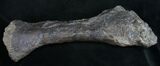 Extremely Rare Stegosaurus Fibula - Bone Cabin Quarry #10068-7